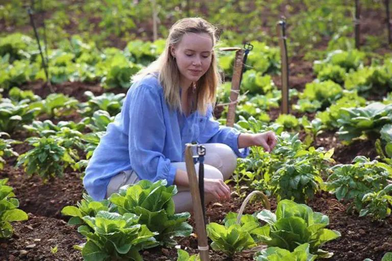 Exploring the Benefits of Organic Farming Putting Wellness and Sustainability Ahead 1 1 768x422 1