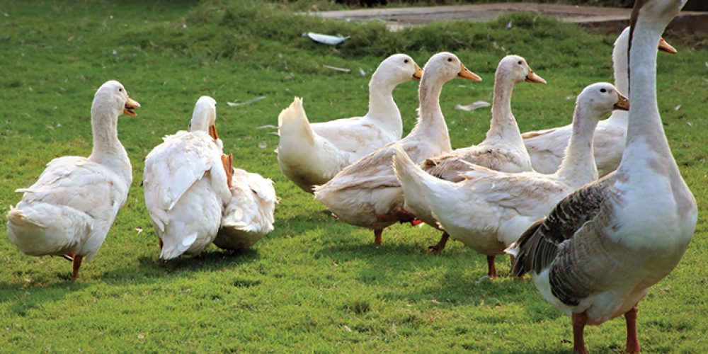 birds-lonavala